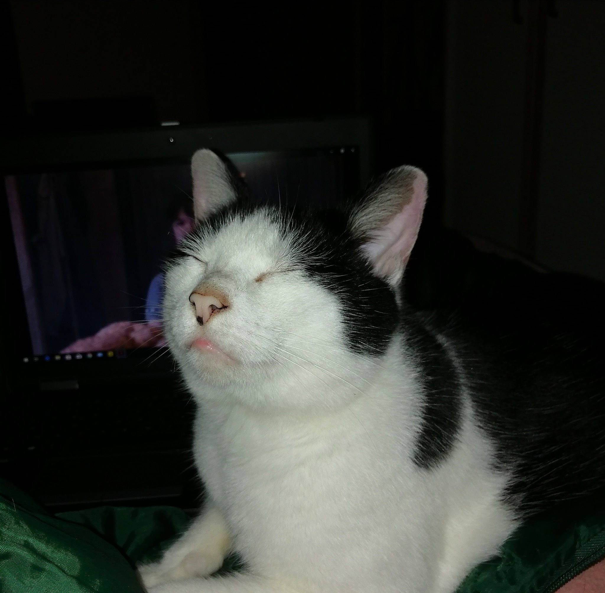 Trois Pattes a rejoint le concours — aidez-le/la à gagner de superbes lots ! carnivore, cat, comfort, domestic_short_haired_cat, ear, eye, felidae, fur, paw, small_to_medium_sized_cats, snout, tail, whiskers, window