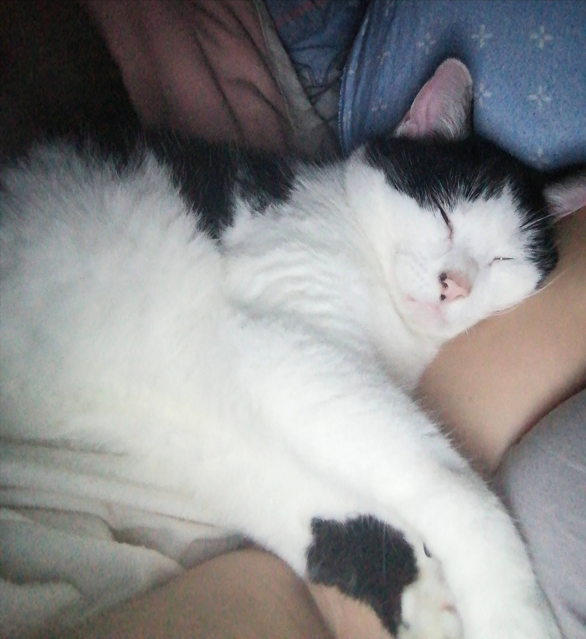 Trois Pattes a rejoint le concours — aidez-le/la à gagner de superbes lots ! carnivore, cat, claw, cloud, comfort, domestic_short_haired_cat, felidae, foot, fur, human_leg, lap, leg, nap, nose, paw, sleep, small_to_medium_sized_cats, snout, tail, whiskers