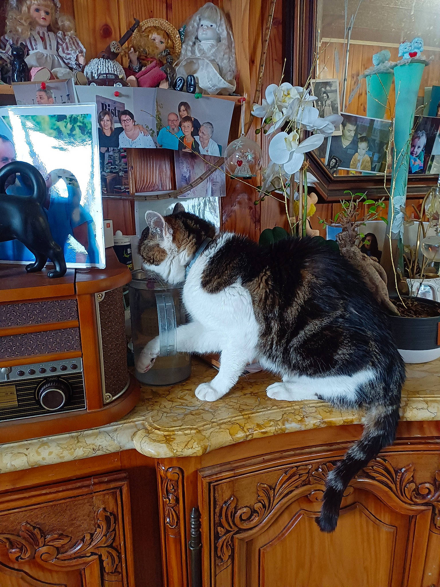 Minouche participe au concours pour gagner de l'argent avec cette photo : bookcase, cabinetry, carnivore, cat, domestic_short_haired_cat, drawer, felidae, flooring, fur, hardwood, home_appliance, picture_frame, room, shelf, shelving, small_to_medium_sized_cats, tail, television, whiskers, wood