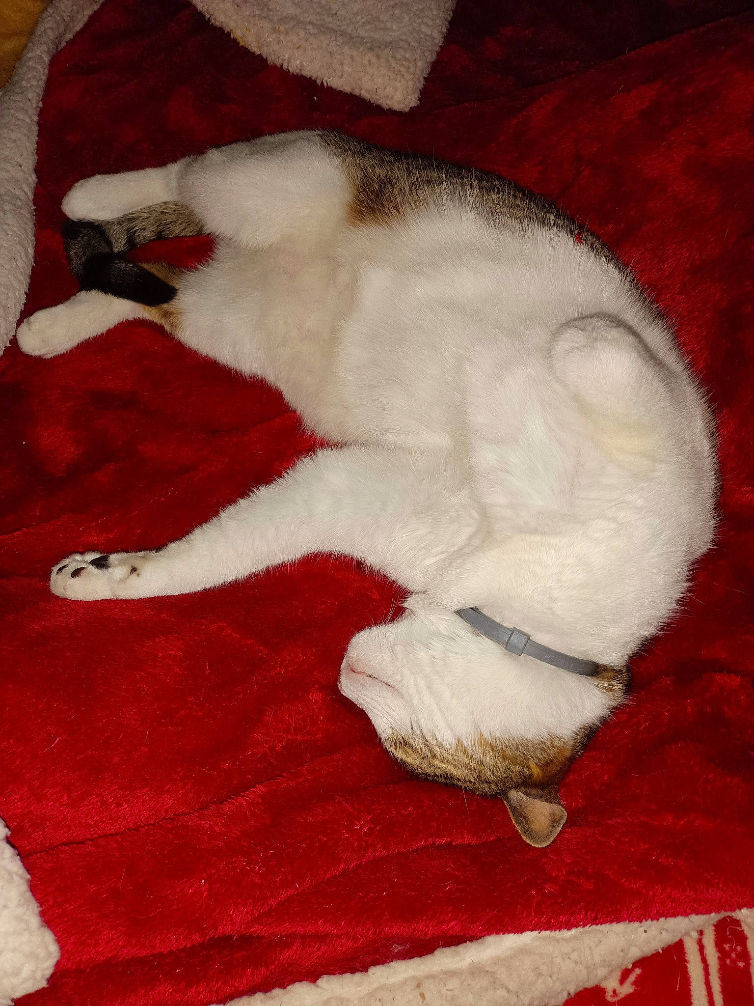 Nouchka a rejoint le concours — aidez-le/la à gagner de superbes lots ! carmine, carnivore, carpet, cat, cat_supply, claw, comfort, domestic_short_haired_cat, fawn, felidae, flooring, fur, linens, nap, pattern, paw, red, small_to_medium_sized_cats, tail, whiskers