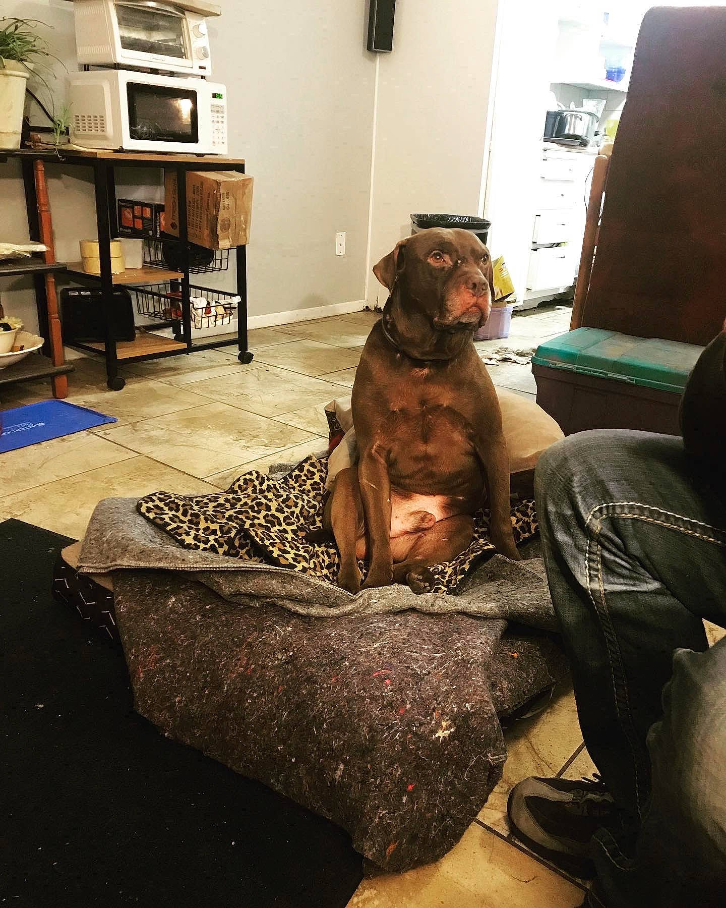 Bjorn is registered to the contest to win money with this photo: automotive_design, backpack, bag, carpet, comfort, eyewear, floor, flooring, fun, fur, hardwood, human_leg, interior_design, living_room, luggage_and_bags, room, shelf, sitting, tints_and_shades, wood