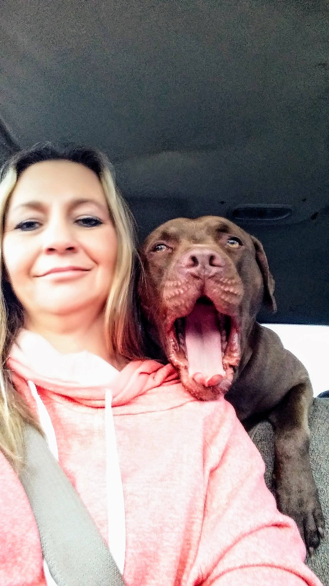 Bjorn joined the competition — help win amazing prizes! canidae, carnivore, companion_dog, dog, dog_breed, event, fun, fur, gesture, happy, jaw, laugh, liver, mouth, nose, smile, snout, sporting_group, working_animal, yawn