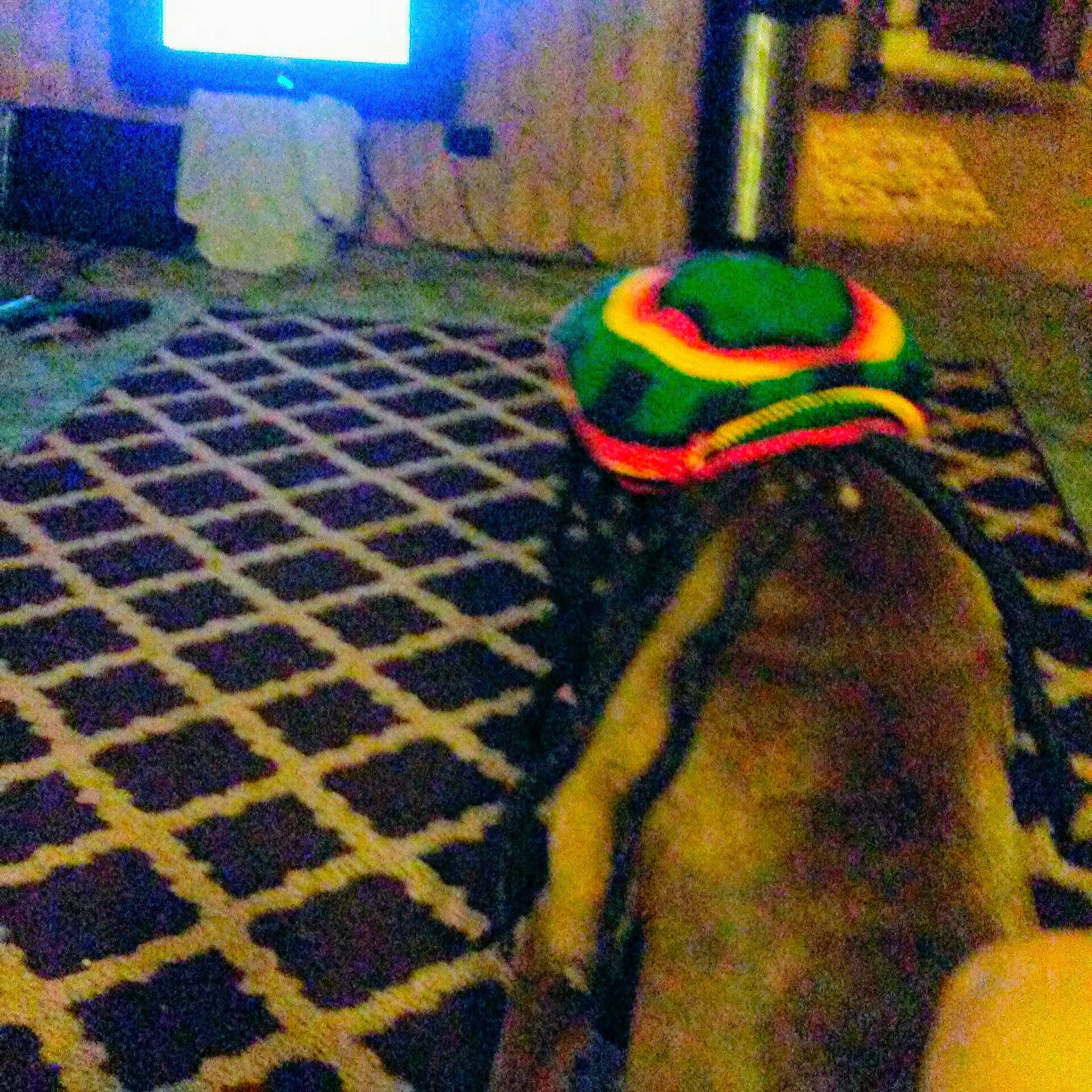 Bjorn is registered to the contest to win money with this photo: asphalt, cap, carpet, eyewear, fashion_accessory, floor, flooring, fun, fur, grass, hat, helmet, linens, pattern, personal_protective_equipment, room, tail, television, tints_and_shades, wood