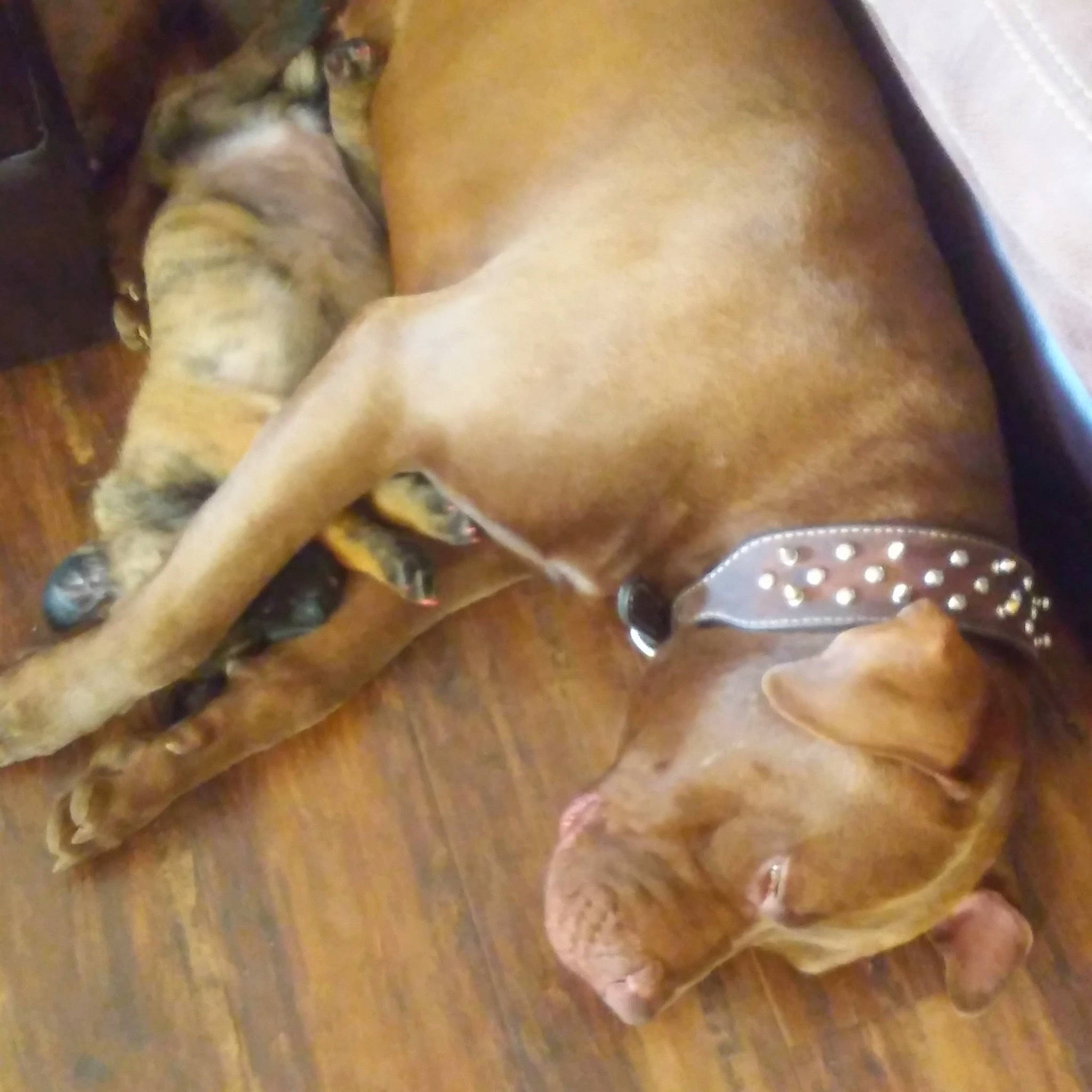 Bjorn is registered to the contest to win money with this photo: canidae, carnivore, comfort, companion_dog, dog, dog_breed, dog_supply, fawn, flooring, fur, guard_dog, hardwood, ingredient, liver, nap, pet_supply, snout, sporting_group, wood, working_animal