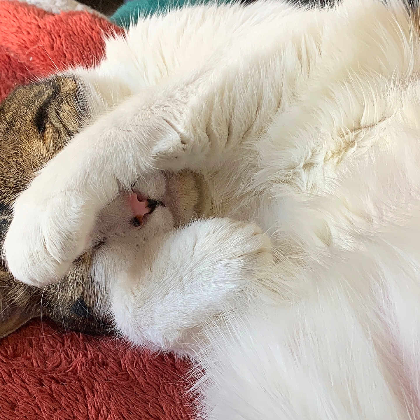 Shadow a rejoint le concours — aidez-le/la à gagner de superbes lots ! abyssinian, angora, animal, blanket, bodypart, cat, clothing, couch, fur, furniture, indoors, kitten, manx, mouth, person, pet, quilt, siamese, sleeping, white