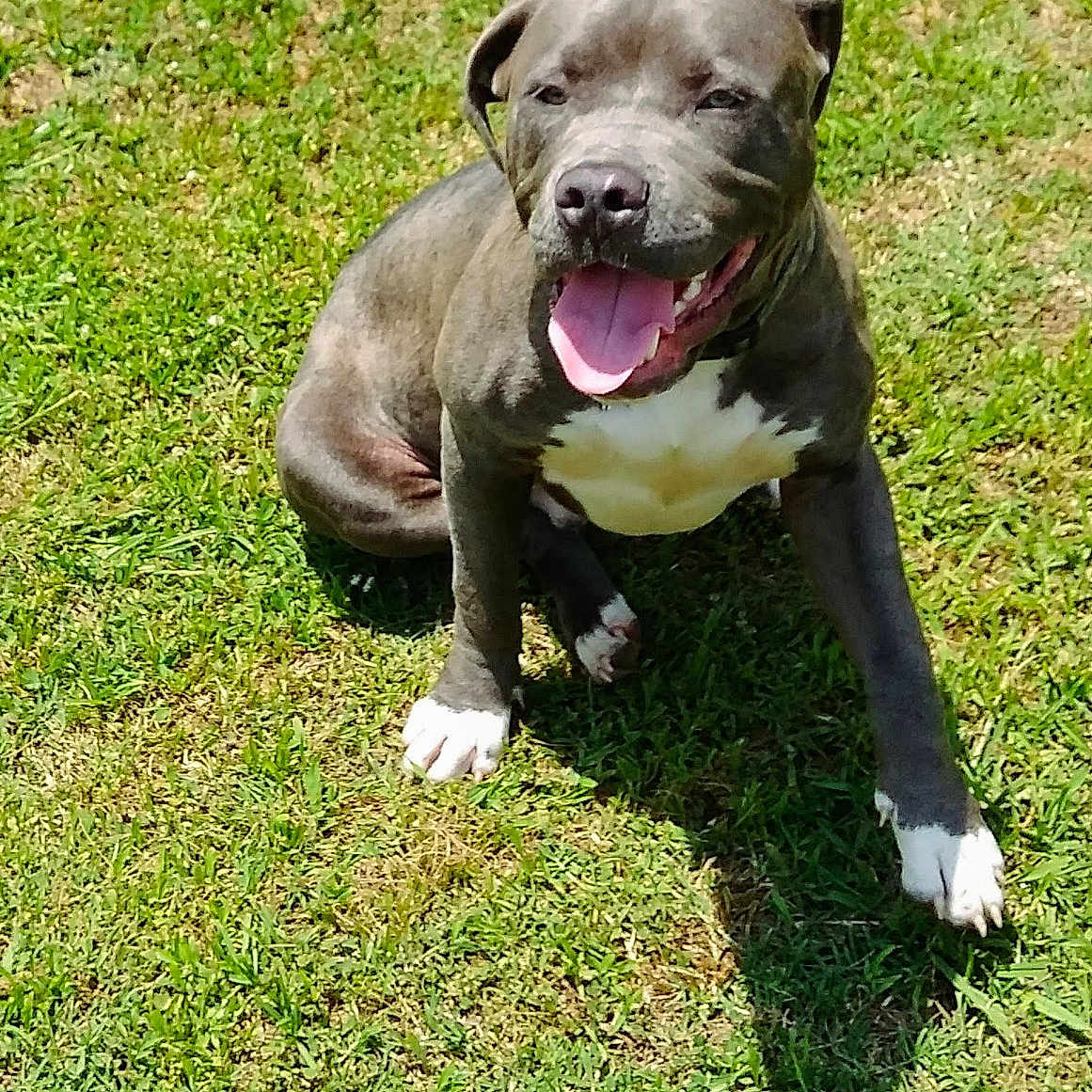 Easy is registered to the contest to win money with this photo: animal, canine, cute, daylight, dog, domestic_animal, fur, grass, happy, mammal, nature, outdoor, paw, pet, playful, sitting, smiling, summer, sunlight, tongue