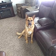 Buddy joined the competition — help win amazing prizes! dog, german_shepherd, carpet, living_room, chew_toy, brown_leather_recliner, armchair, cushion, table, window_light, furniture, pet, indoor, canine, floor, home, relaxing, comfort, domestic, animal