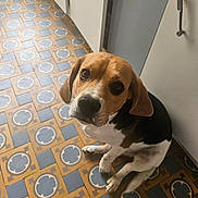 Snake a rejoint le concours — aidez-le/la à gagner de superbes lots ! beagle, dog, pet, kitchen, floor, tile, pattern, brown, white, black, sitting, looking_up, curious, indoors, animal, canine, ears, eyes, snout, companion