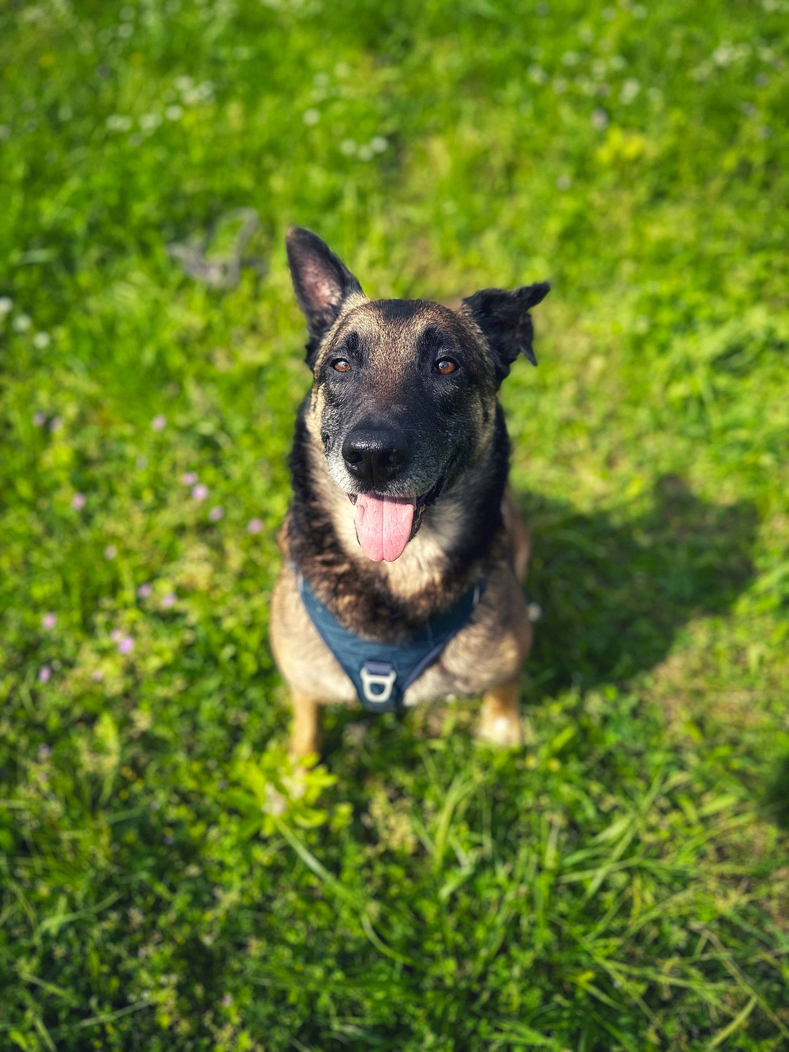 Loupo participe au concours pour gagner de l'argent avec cette photo : canidae, carnivore, collar, companion_dog, dog, dog_breed, dog_collar, grass, grassland, groundcover, guard_dog, herding_dog, non_sporting_group, plant, sporting_group, tail, terrestrial_animal, whiskers, working_animal, working_dog