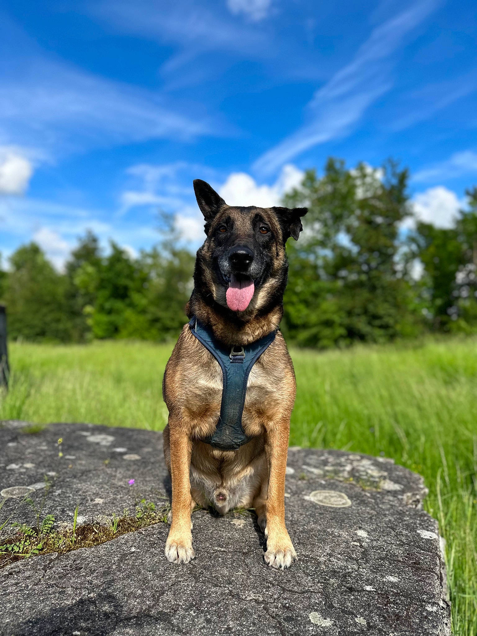 Loupo participe au concours pour gagner de l'argent avec cette photo : australian_cattle_dog, canidae, carnivore, cloud, collar, companion_dog, dog, dog_breed, dog_collar, fawn, grass, guard_dog, herding_dog, leash, plant, sky, snout, sporting_group, tree, working_animal