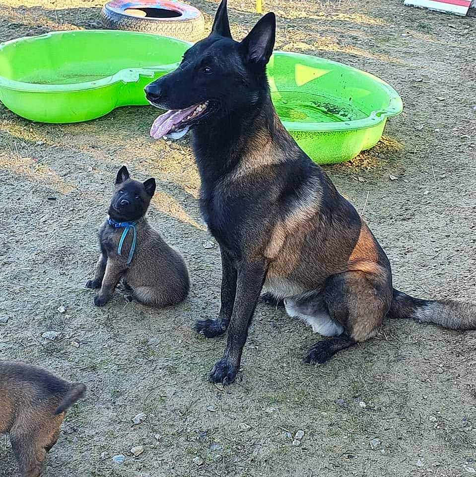 Nox De La Croix De Chevalier