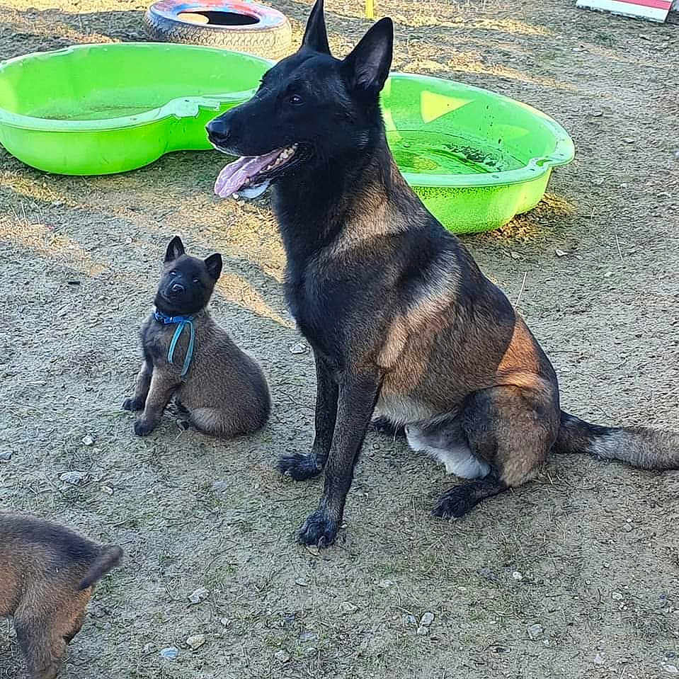 Nox De La Croix De Chevalier