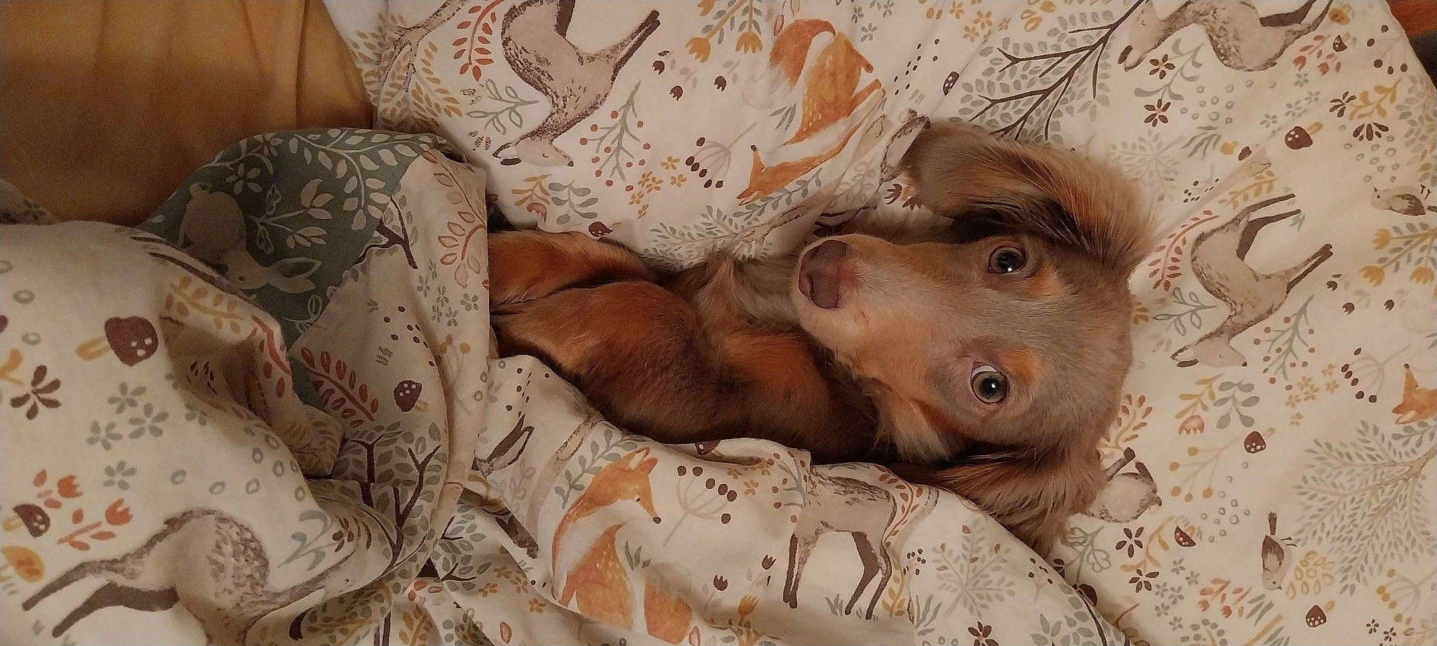 Hector is registered to the contest to win money with this photo: art, bed_sheet, bedding, bedtime, child, comfort, fawn, flesh, flooring, fur, linens, pattern, portrait_photography, room, textile, visual_arts, wood, working_animal, wrinkle