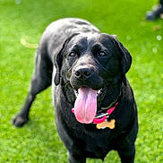 Sophie is registered to the contest to win money with this photo: dog, black_labrador, tongue_out, pet, canine, animal, collar, outdoor, grass, summer, playful, happy, mammal, friendly, domestic_animal, close_up, portrait, greenery, nature, leisure