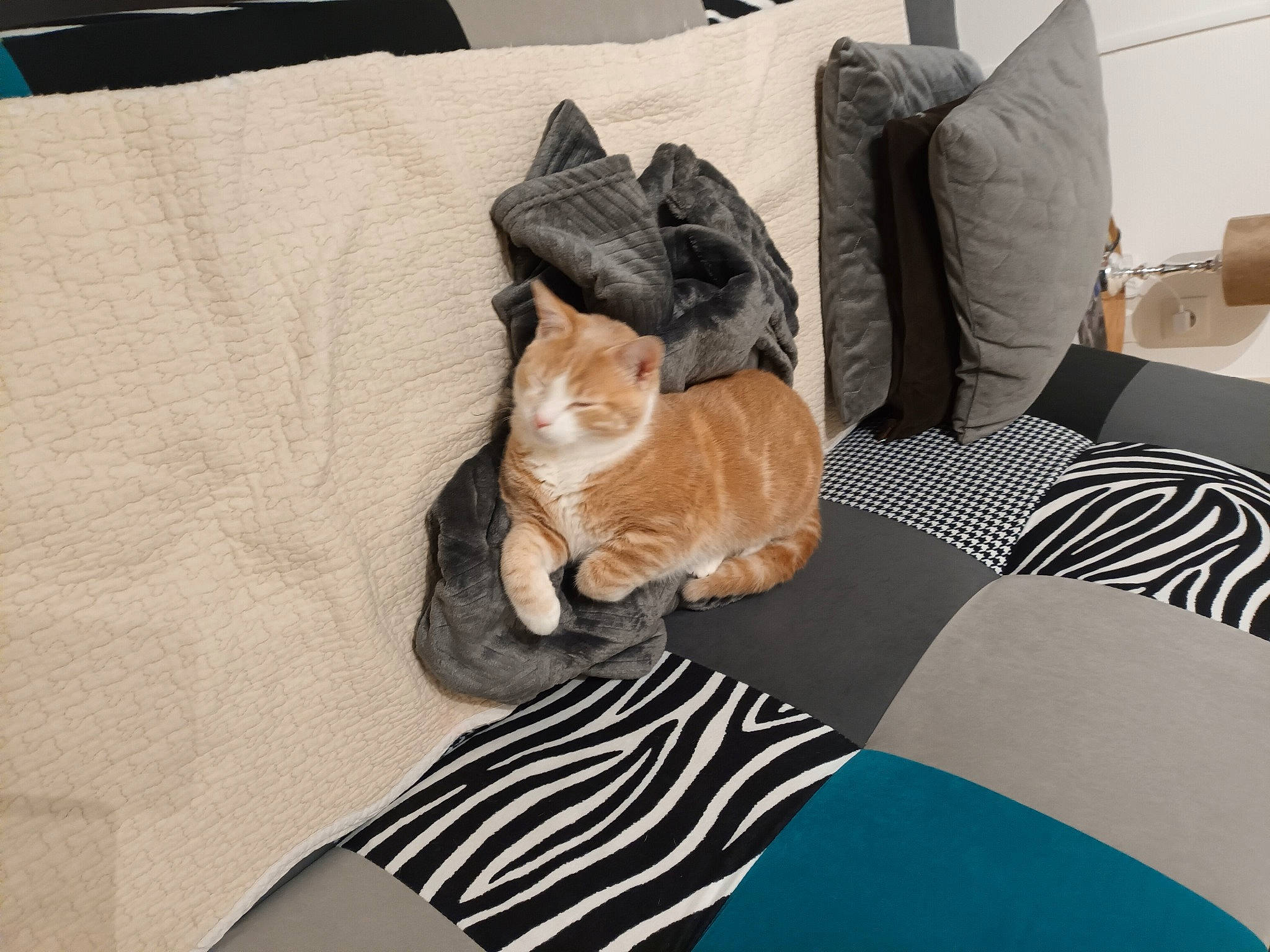 Twix participe au concours pour gagner de l'argent avec cette photo : carnivore, cat, comfort, couch, fawn, felidae, floor, flooring, grey, hardwood, linens, living_room, mammal, pillow, small_to_medium_sized_cats, studio_couch, tail, textile, whiskers, wood