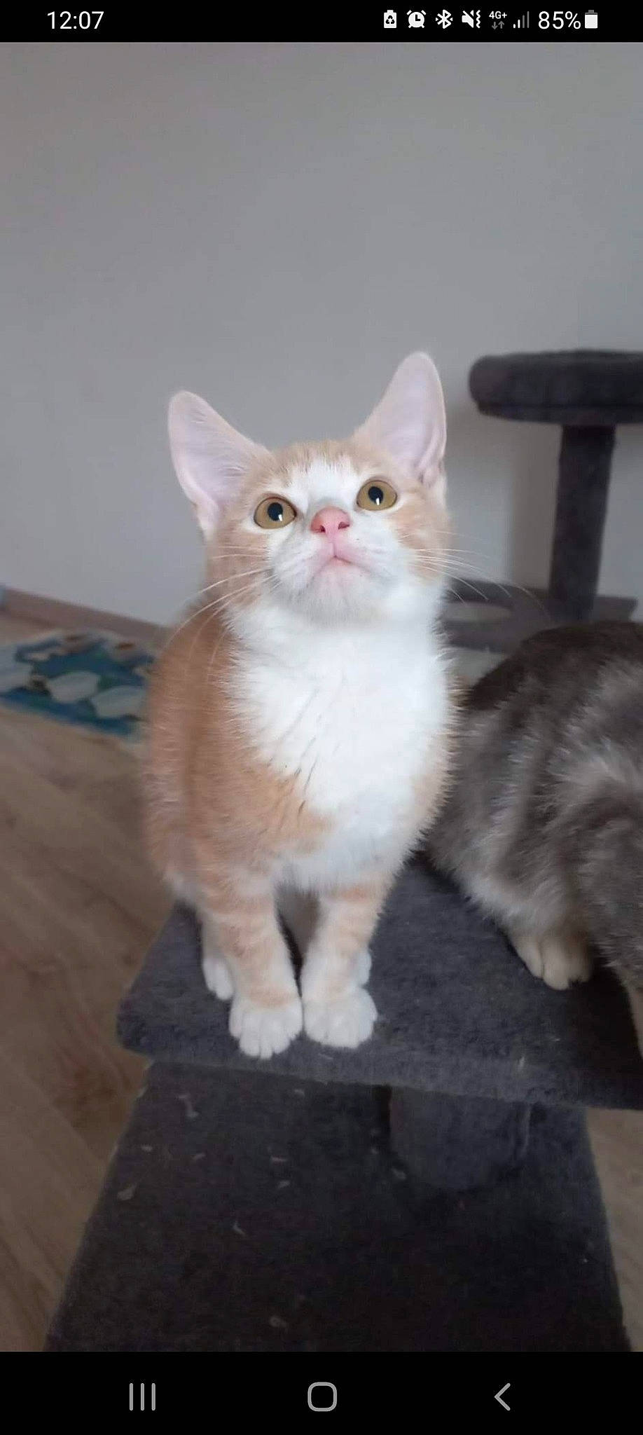 Twix participe au concours pour gagner de l'argent avec cette photo : carnivore, cat, claw, domestic_short_haired_cat, fawn, felidae, flooring, fur, hardwood, iris, paw, sitting, small_to_medium_sized_cats, snout, tail, whiskers, window, wood