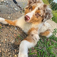 Aïko participe au concours pour gagner de l'argent avec cette photo : dog, puppy, leash, outdoor, gravel, grass, plant, fur, ears, nose, paw, resting, brown, white, tan, animal, pet, nature, young, curious