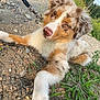 dog, puppy, leash, outdoor, gravel, grass, plant, fur, ears, nose, paw, resting, brown, white, tan, animal, pet, nature, young, curious