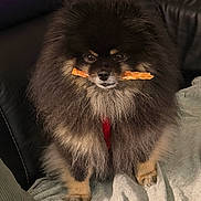 Ruby participe au concours pour gagner de l'argent avec cette photo : adorable, animal, black, blanket, brown, companion, couch, cute, dog, domestic, face, fluffy, fur, indoor, pet, pomeranian, sitting, small_dog, snack, treat