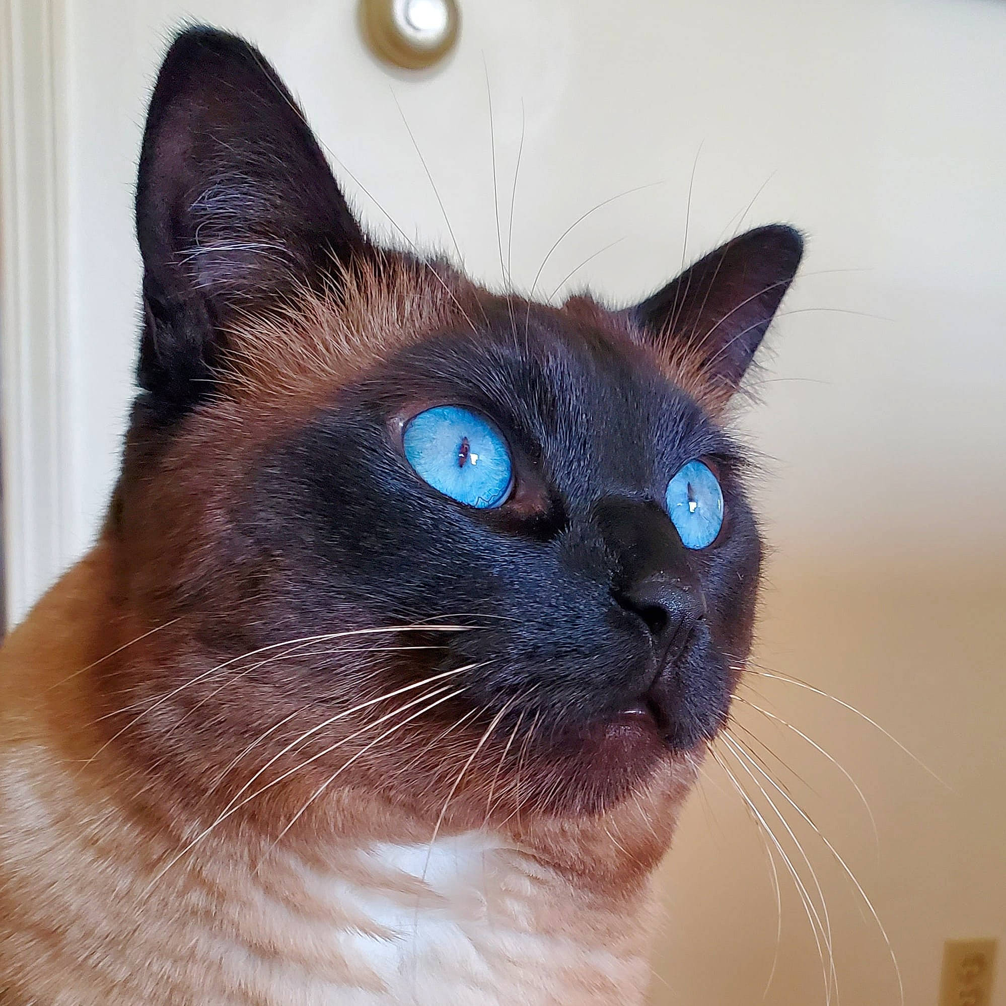 Bella Mia joined the competition — help win amazing prizes! balinese, birman, carnivore, cat, electric_blue, fawn, felidae, fur, iris, siamese, small_to_medium_sized_cats, snout, terrestrial_animal, thai, whiskers