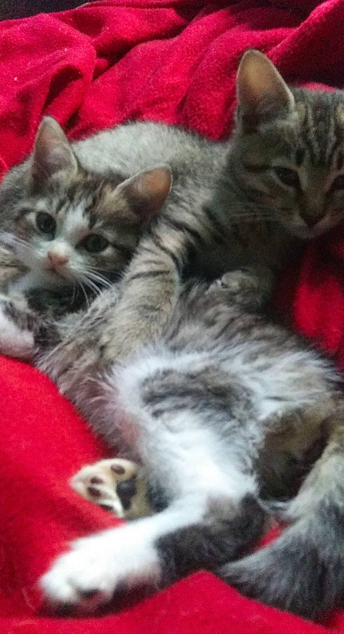 Flynn is registered to the contest to win money with this photo: carnivore, cat, claw, comfort, domestic_short_haired_cat, felidae, fur, grey, paw, small_to_medium_sized_cats, snout, tail, whiskers