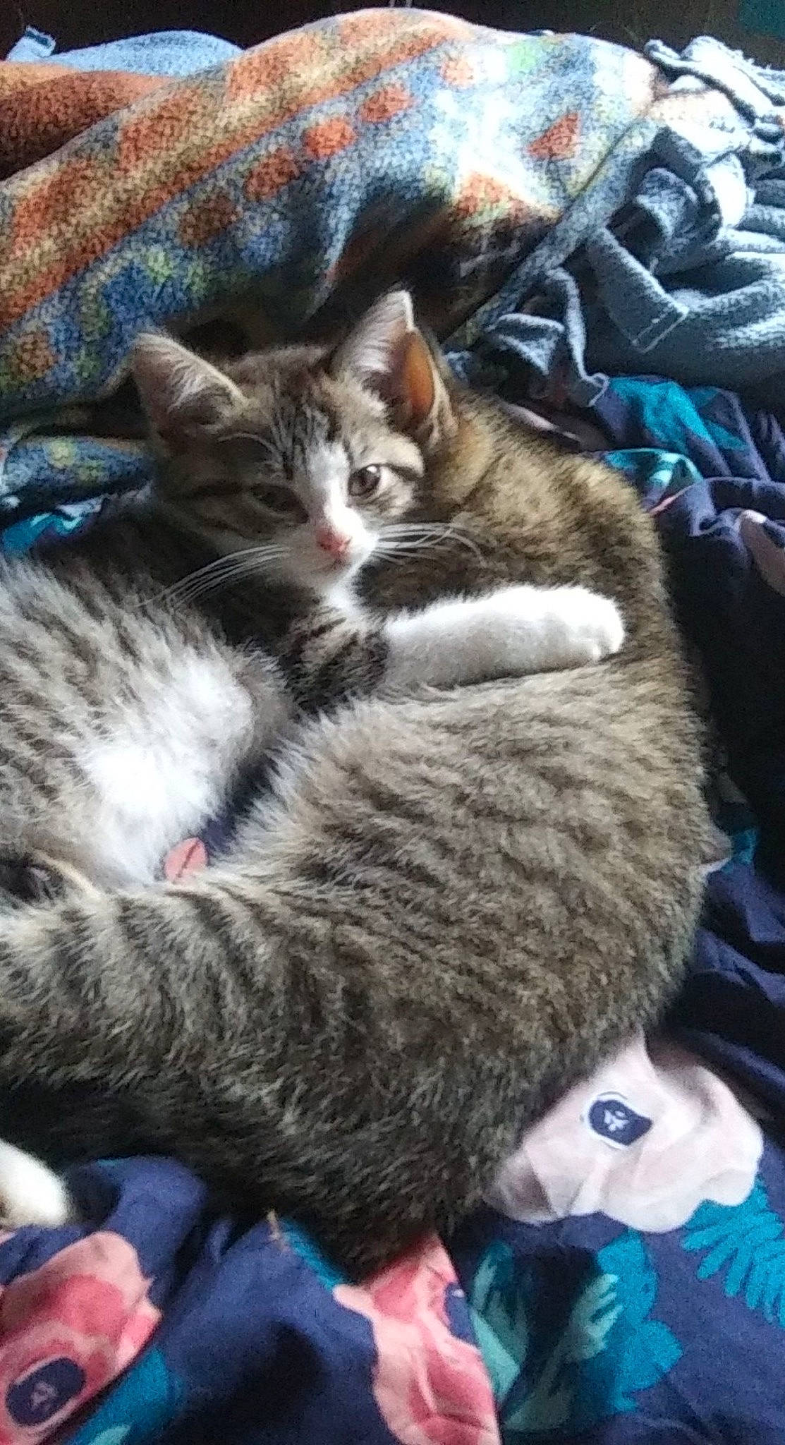 Flynn is registered to the contest to win money with this photo: blue, carnivore, cat, claw, comfort, domestic_short_haired_cat, felidae, fur, grey, linens, nap, paw, small_to_medium_sized_cats, tail, tree, vertebrate, whiskers, wilderness