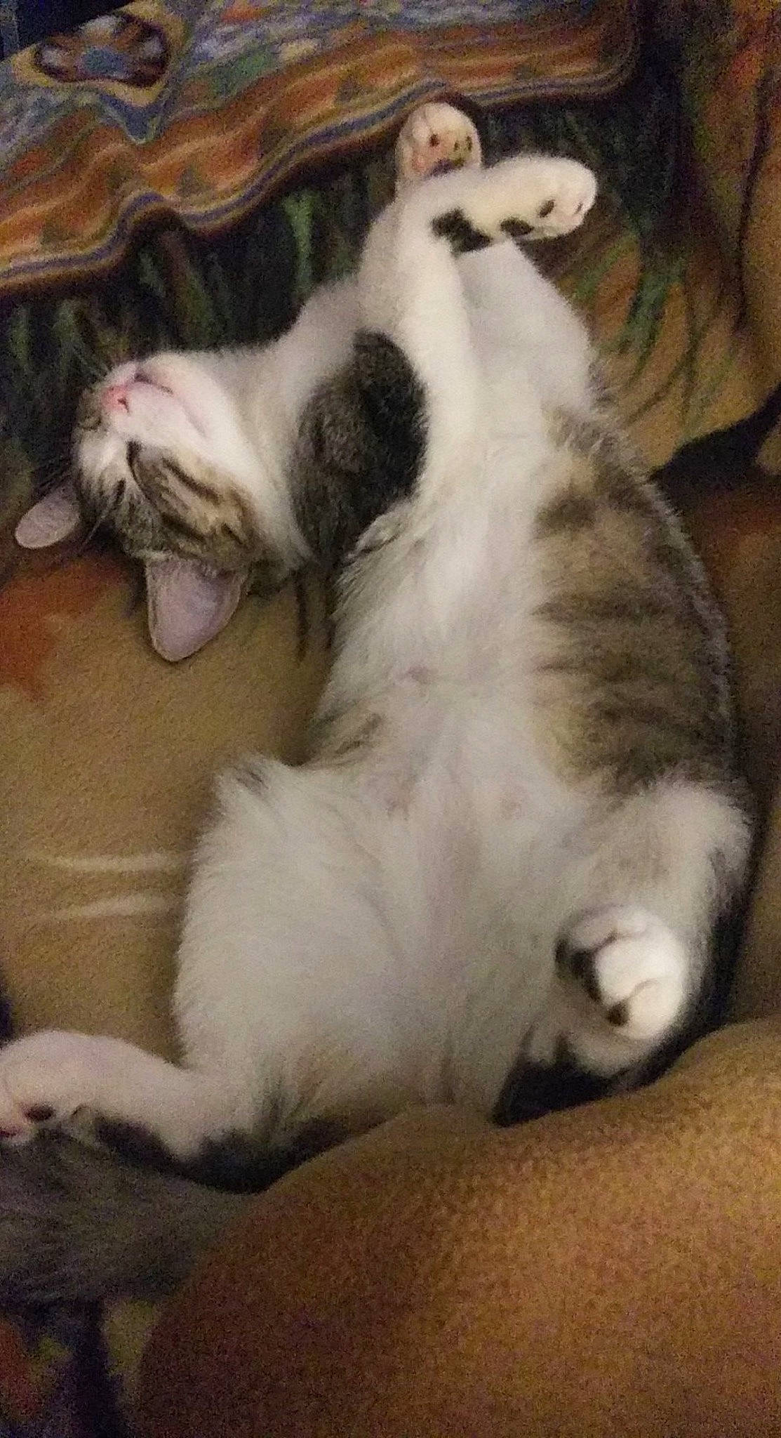 Flynn is registered to the contest to win money with this photo: canidae, carnivore, cat, claw, cloud, comfort, companion_dog, dog_breed, domestic_short_haired_cat, fang, felidae, foot, fur, lap, nap, paw, small_to_medium_sized_cats, snout, tail, whiskers