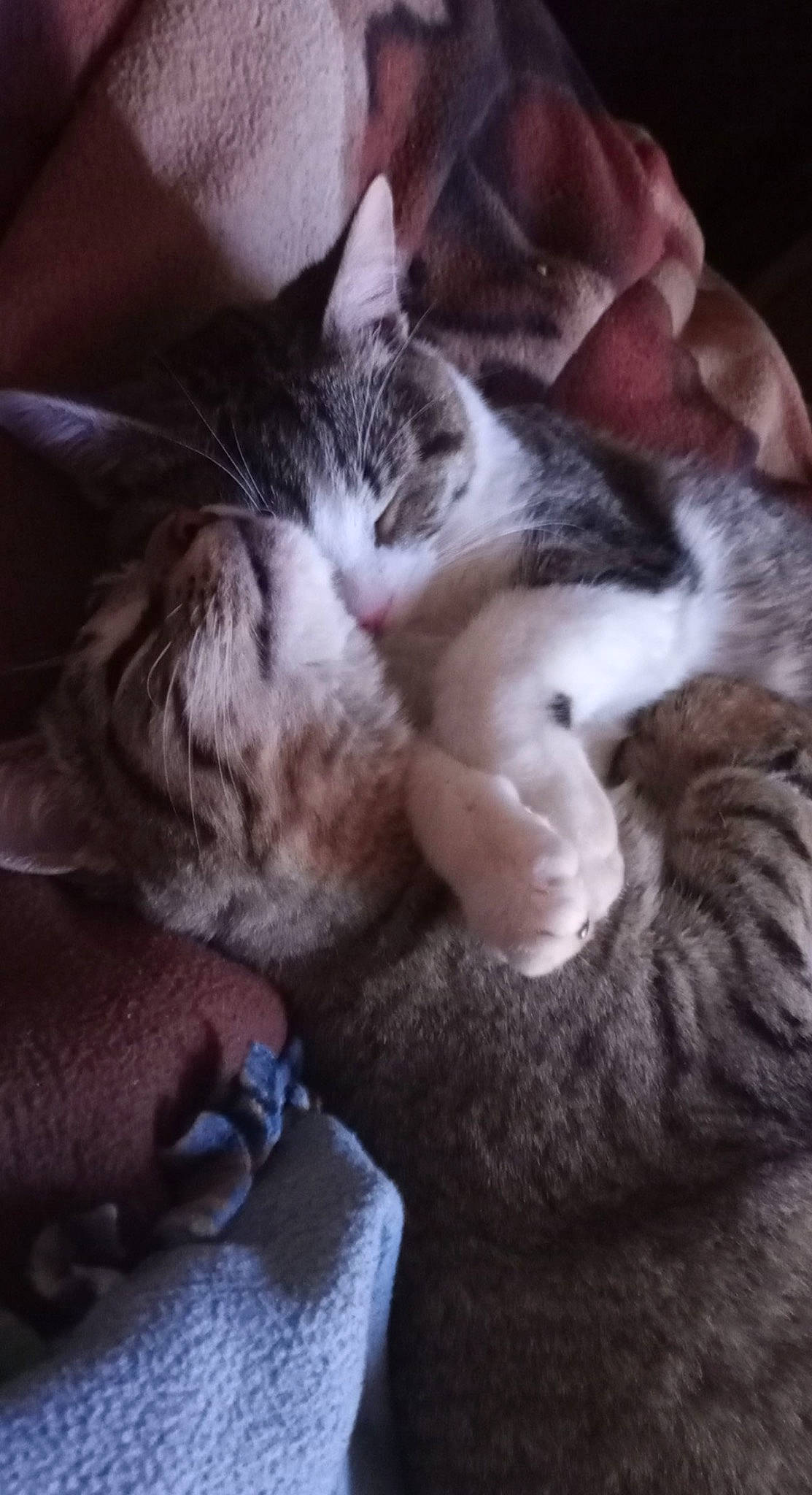 Flynn is registered to the contest to win money with this photo: carnivore, cat, claw, cloud, comfort, domestic_short_haired_cat, ear, felidae, fur, lap, meteorological_phenomenon, nap, paw, sky, sleep, small_to_medium_sized_cats, snout, tail, vertebrate, whiskers