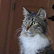 Apollo is registered to the contest to win money with this photo: alert, animal, calm, cat, close_up, domestic_cat, ears, feline, fluffy, fur, green_eyes, household, indoor, looking_away, mammal, pet, portrait, sitting, tabby, whiskers