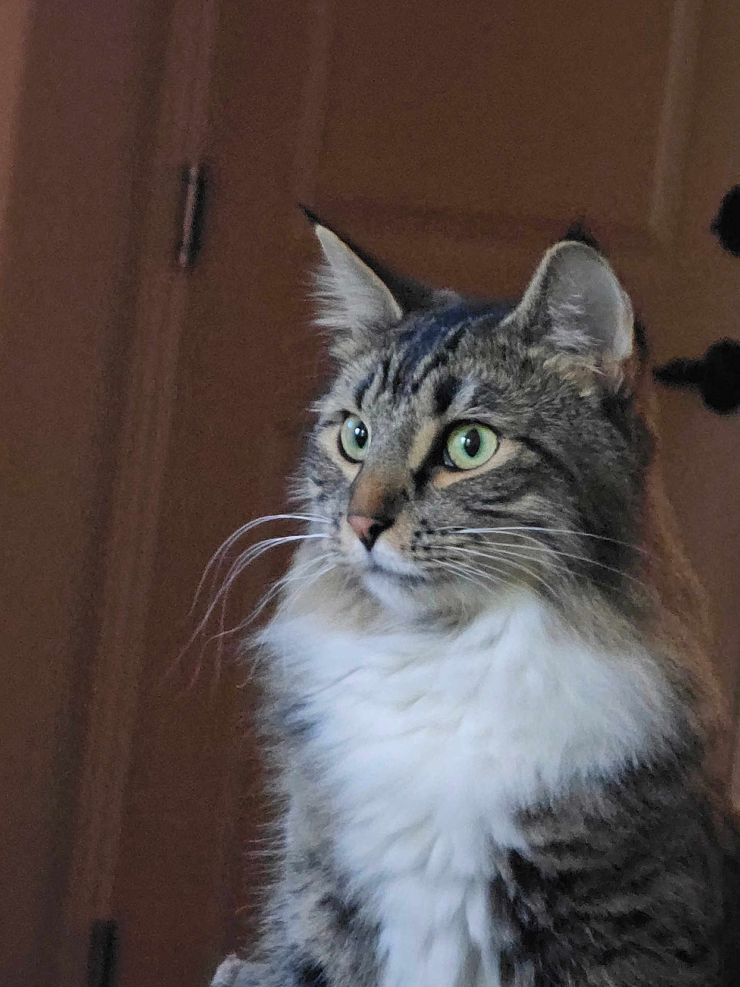 Apollo