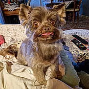 Katia a rejoint le concours — aidez-le/la à gagner de superbes lots ! dog, small_dog, scruffy_dog, brown_fur, fluffy, tongue_out, large_eyes, sitting, pet, animal, portrait, indoor, home, blankets, bed, lace, remote_control, furniture, dining_room, cozy