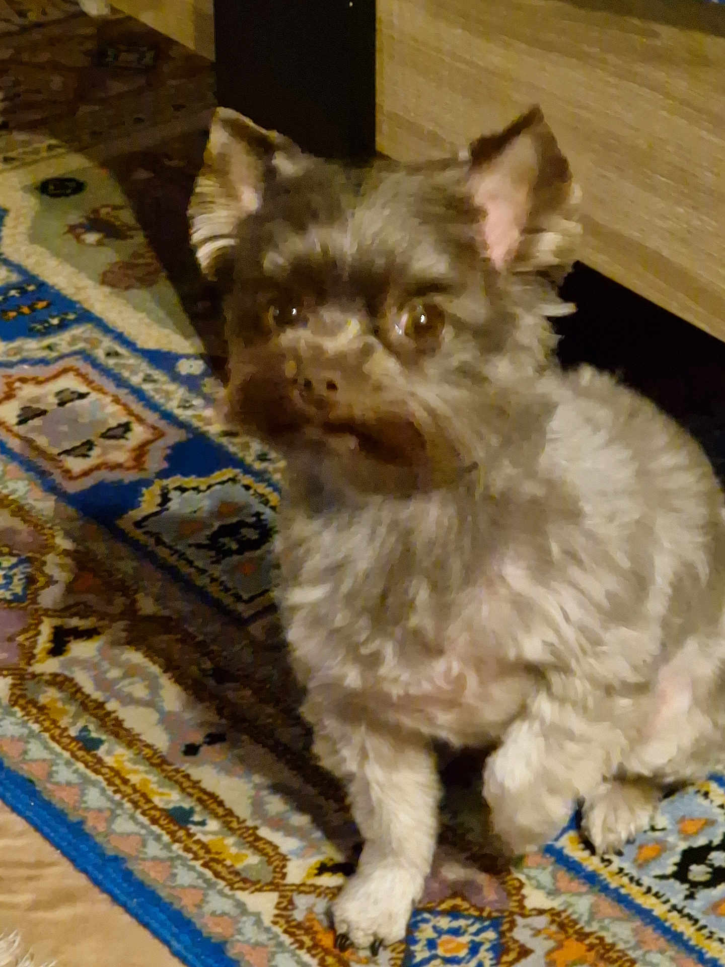 Kathia participe au concours pour gagner de l'argent avec cette photo : dog, small_dog, indoor, rug, carpet, patterned_rug, pets, animal, fur, ears, paw, floor, home, curious, sitting, brown_dog, furry, cute, companion, domestic