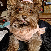 Sisi participe au concours pour gagner de l'argent avec cette photo : dog, pet, small_dog, brown_fur, pink_bow, pink_sweater, tongue_out, cute, fluffy, indoor, blanket, furniture, carpet, warm_lighting, portrait, animal, companion, cozy, face, ears