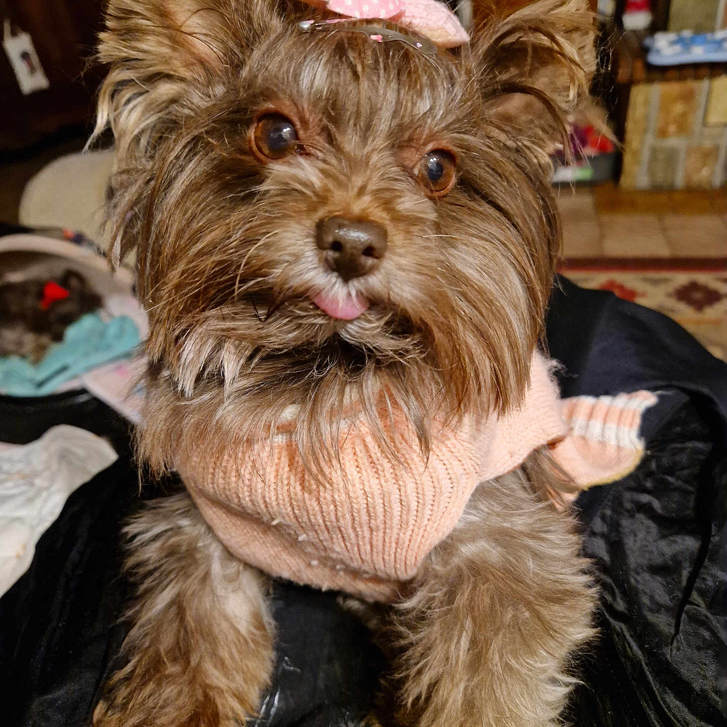 Sisi participe au concours pour gagner de l'argent avec cette photo : dog, pet, small_dog, brown_fur, pink_bow, pink_sweater, tongue_out, cute, fluffy, indoor, blanket, furniture, carpet, warm_lighting, portrait, animal, companion, cozy, face, ears