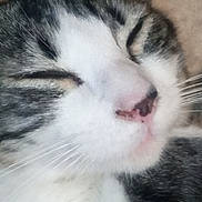 Biff joined the competition — help win amazing prizes! cat, sleeping, close_up, fur, whiskers, pet, animal, cozy, face, nose, tabby, white_fur, relaxed, cute, domestic_cat, mammal, indoor, soft, peaceful, portrait
