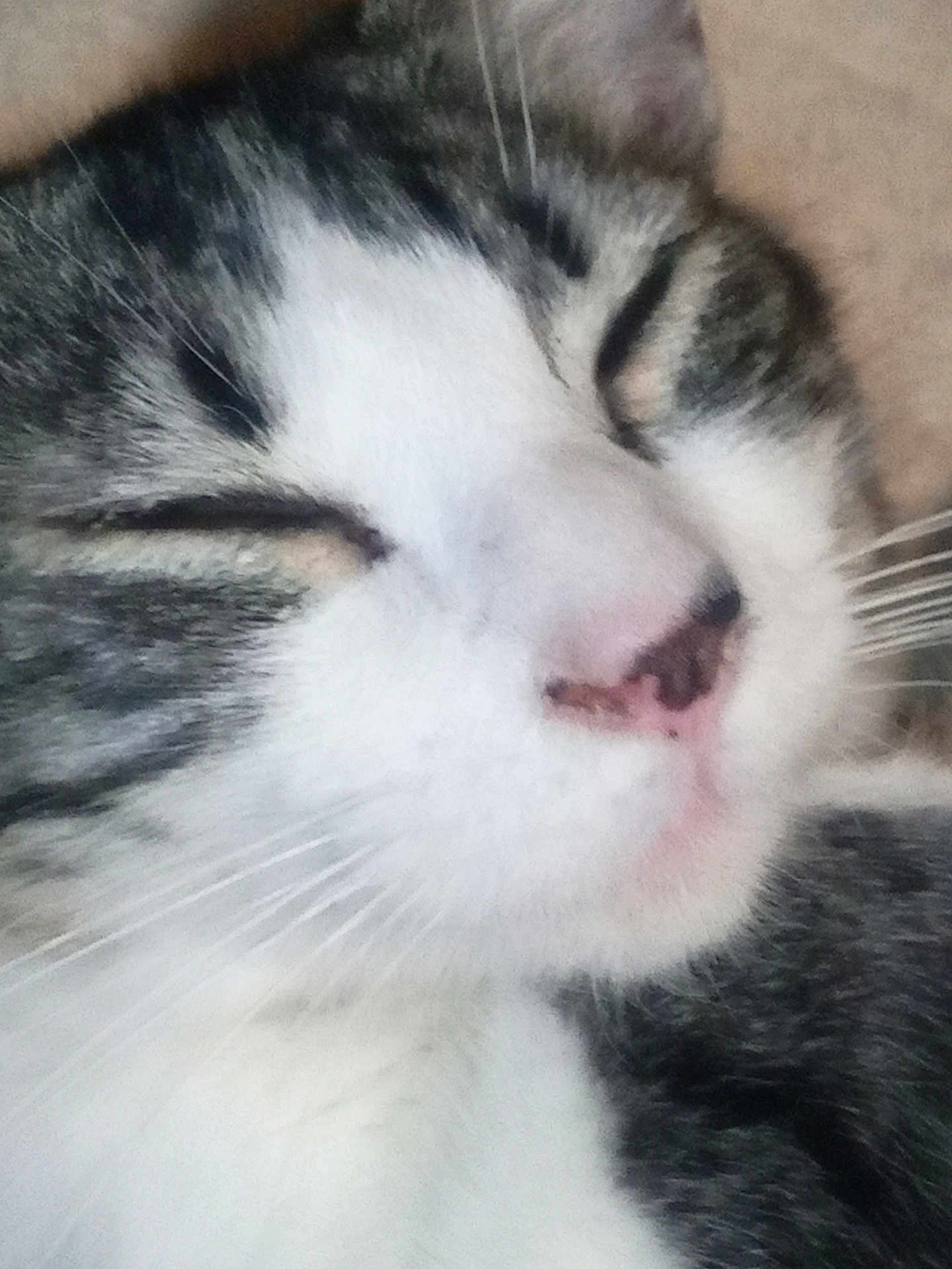 Biff joined the competition — help win amazing prizes! cat, sleeping, close_up, fur, whiskers, pet, animal, cozy, face, nose, tabby, white_fur, relaxed, cute, domestic_cat, mammal, indoor, soft, peaceful, portrait
