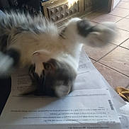 Biff is registered to the contest to win money with this photo: animal, black_cat, blur, cat, cozy, domestic_cat, floor, furniture, gray_cat, home, indoor, light, motion_blur, papers, pet, playful, rolling, tile_floor, white_cat, wooden_furniture