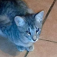 Fiona joined the competition — help win amazing prizes! animal, cat, companion, cute, domestic, ears, feline, floor, fur, gray_tabby, indoor, looking_up, mammal, paws, pet, quiet, resting, sitting, tile, whiskers