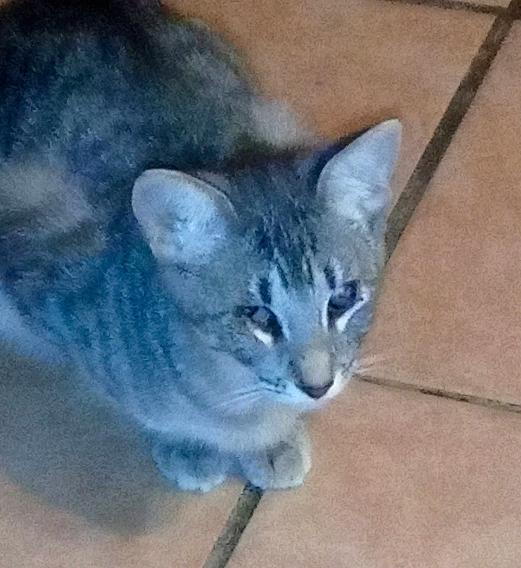 Fiona joined the competition — help win amazing prizes! animal, cat, companion, cute, domestic, ears, feline, floor, fur, gray_tabby, indoor, looking_up, mammal, paws, pet, quiet, resting, sitting, tile, whiskers