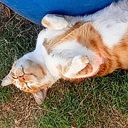Cheto is registered to the contest to win money with this photo: cat, orange_cat, white_cat, pet, animal, grass, outdoor, relaxed, sleeping, cute, feline, fur, whiskers, paws, nature, resting, domestic_cat, closeup, adorable, fluffy