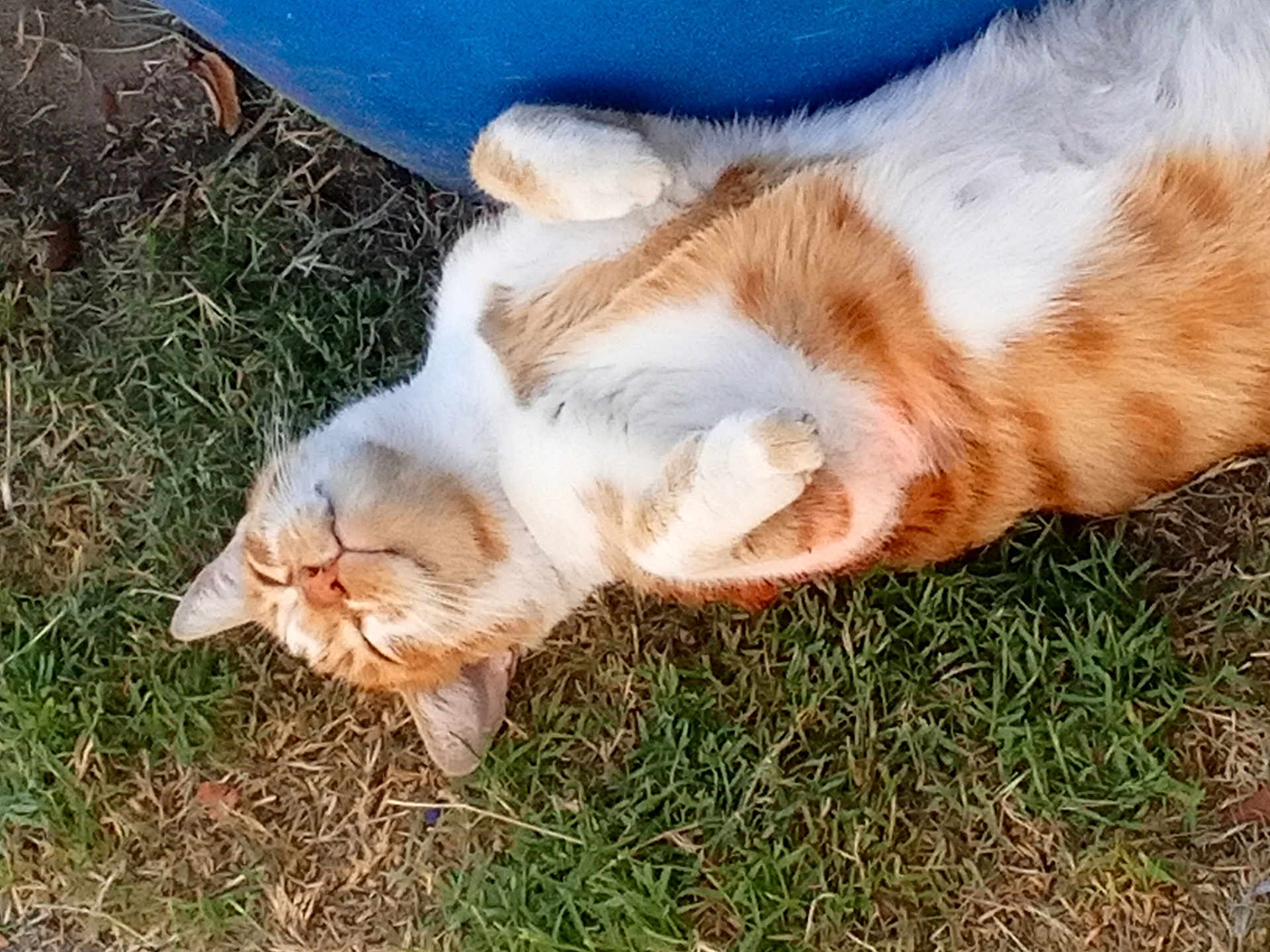 Cheto is registered to the contest to win money with this photo: cat, orange_cat, white_cat, pet, animal, grass, outdoor, relaxed, sleeping, cute, feline, fur, whiskers, paws, nature, resting, domestic_cat, closeup, adorable, fluffy