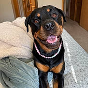 Joplin is registered to the contest to win money with this photo: rottweiler, dog, pet, smiling, tongue_out, bed, blanket, necklace, beads, indoor, cozy, happy, canine, fur, animal, looking_up, brown, black, ears, bedroom
