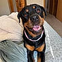 rottweiler, dog, pet, smiling, tongue_out, bed, blanket, necklace, beads, indoor, cozy, happy, canine, fur, animal, looking_up, brown, black, ears, bedroom