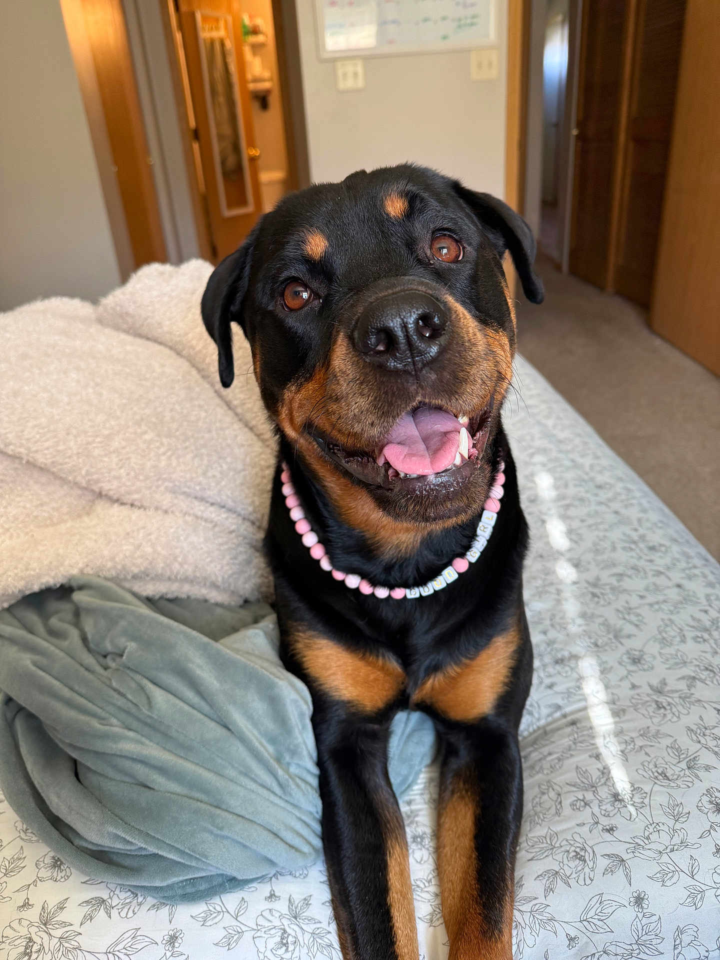 Joplin is registered to the contest to win money with this photo: rottweiler, dog, pet, smiling, tongue_out, bed, blanket, necklace, beads, indoor, cozy, happy, canine, fur, animal, looking_up, brown, black, ears, bedroom