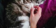 Saphyr participe au concours pour gagner de l'argent avec cette photo : cat, tabby_cat, white_fur, human_hand, curled_up, purple_blanket, pet, indoor, cozy, furry, resting, affection, sniffing, paw, animal, domestic, cute, sleepy, relaxed, companion