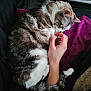 cat, tabby_cat, white_fur, human_hand, curled_up, purple_blanket, pet, indoor, cozy, furry, resting, affection, sniffing, paw, animal, domestic, cute, sleepy, relaxed, companion