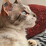 Saphyr participe au concours pour gagner de l'argent avec cette photo : cat, close_up, side_profile, blue_eyes, fur, whiskers, paw, ear_tattoo, resting, blanket, cozy, indoor, pet, feline, animal, portrait, soft_texture, relaxed, domestic_cat, detailed