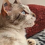 cat, close_up, side_profile, blue_eyes, fur, whiskers, paw, ear_tattoo, resting, blanket, cozy, indoor, pet, feline, animal, portrait, soft_texture, relaxed, domestic_cat, detailed