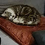 Saphyr participe au concours pour gagner de l'argent avec cette photo : cat, tabby_cat, cushion, sofa, indoor, pet, sleeping, cozy, feline, fur, resting, home, comfort, animal, cute, relaxed, curled_up, whiskers, mammal, domestic