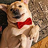 Jinx is registered to the contest to win money with this photo: adorable, animal, bow_tie, canine, carpet, cute, dog, domestic, ears, funny_face, fur, indoor, lying_down, mammal, paw, pet, playful, relaxed, smiling, white_fur
